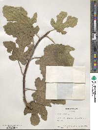 Ficus carica image