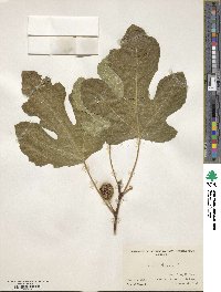 Ficus carica image