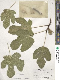 Ficus carica image