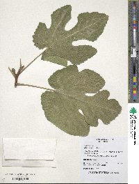 Ficus carica image