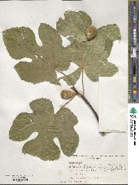 Ficus carica image