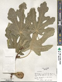 Ficus carica image