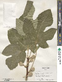 Ficus carica image