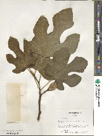 Ficus carica image