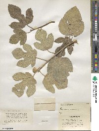 Ficus carica image