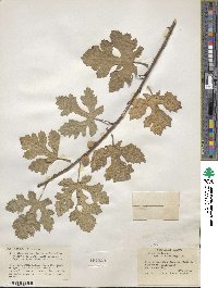 Ficus carica image