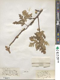 Ficus carica image