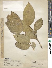 Ficus grewiifolia image