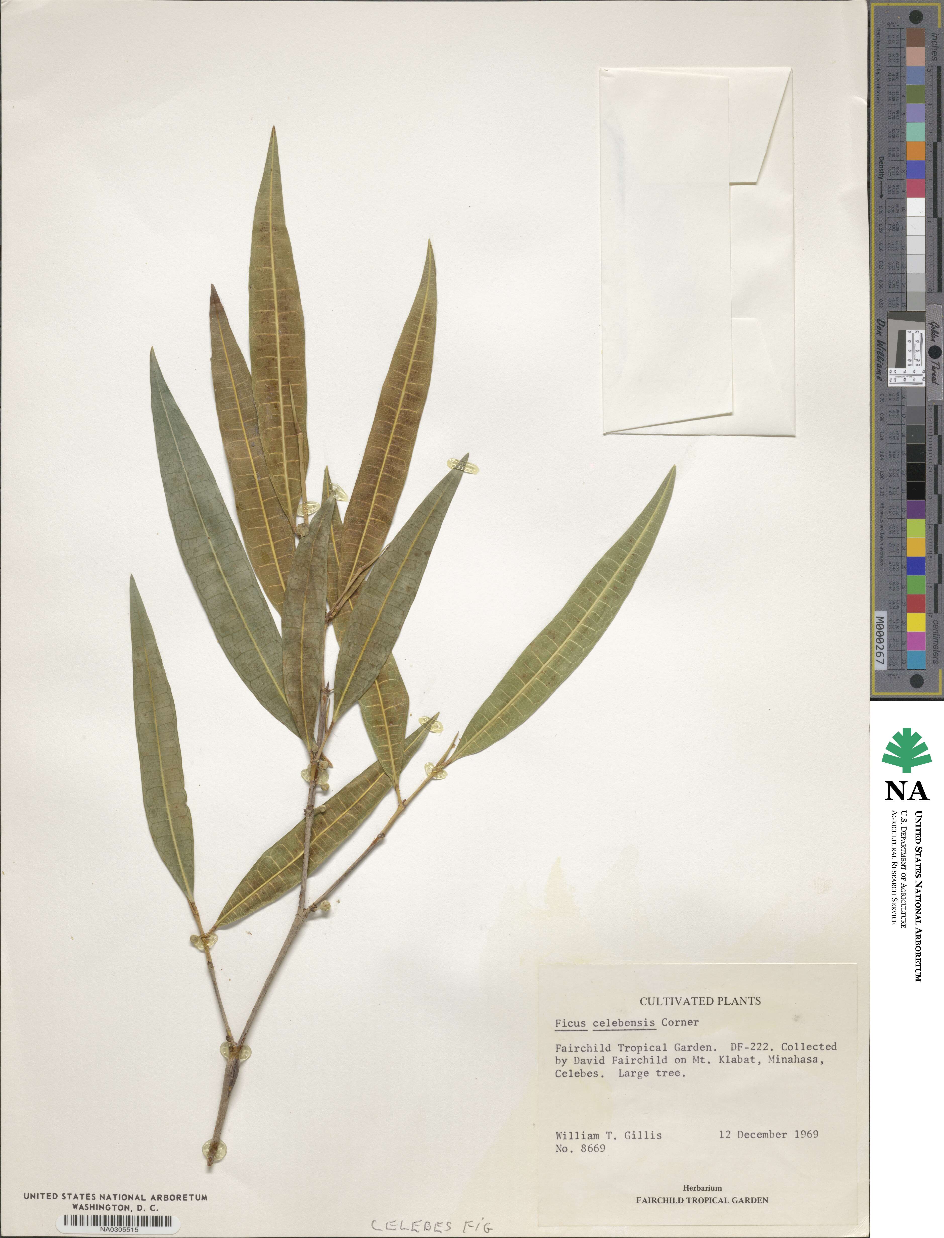 Ficus celebensis image