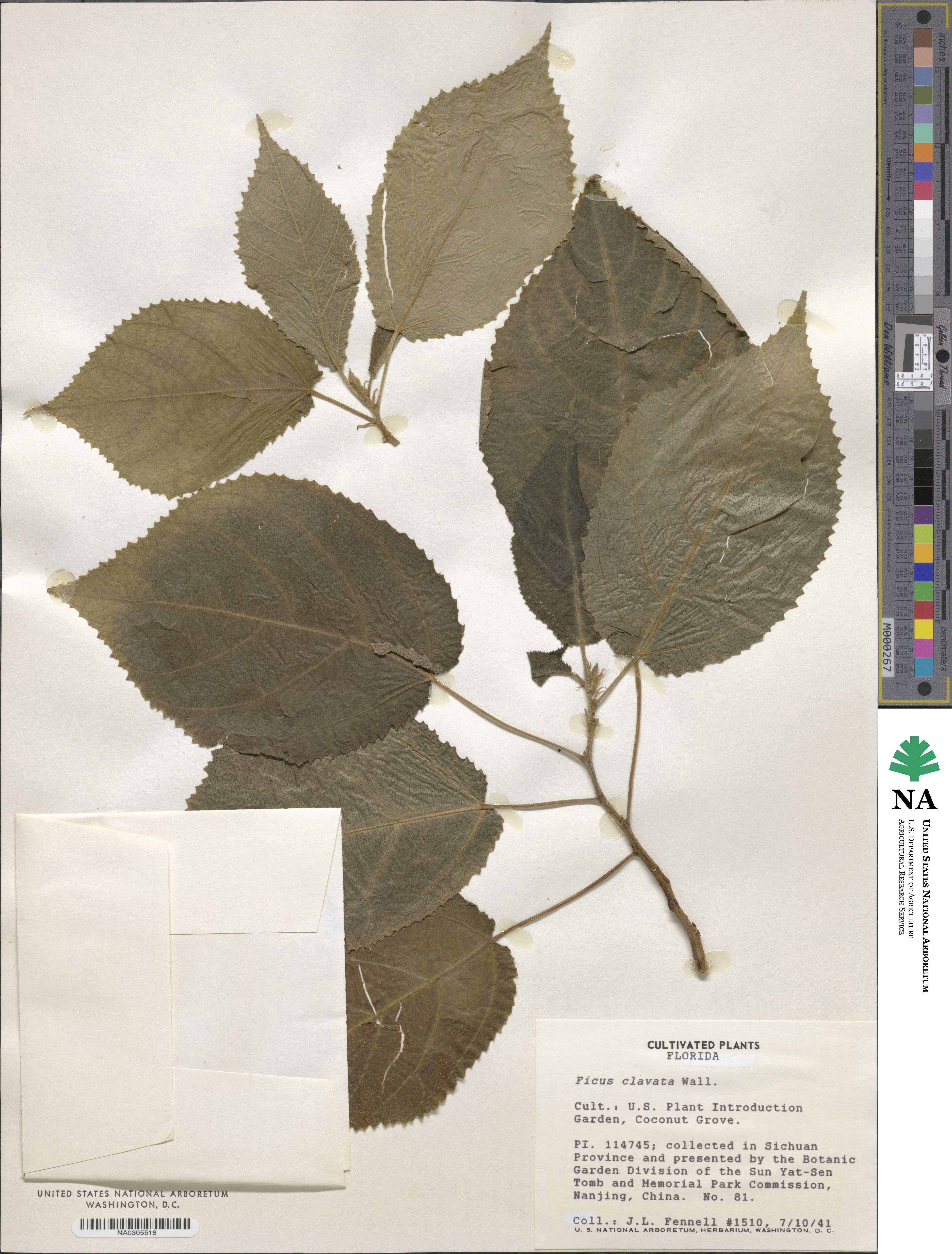 Ficus subincisa image