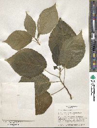 Ficus subincisa image