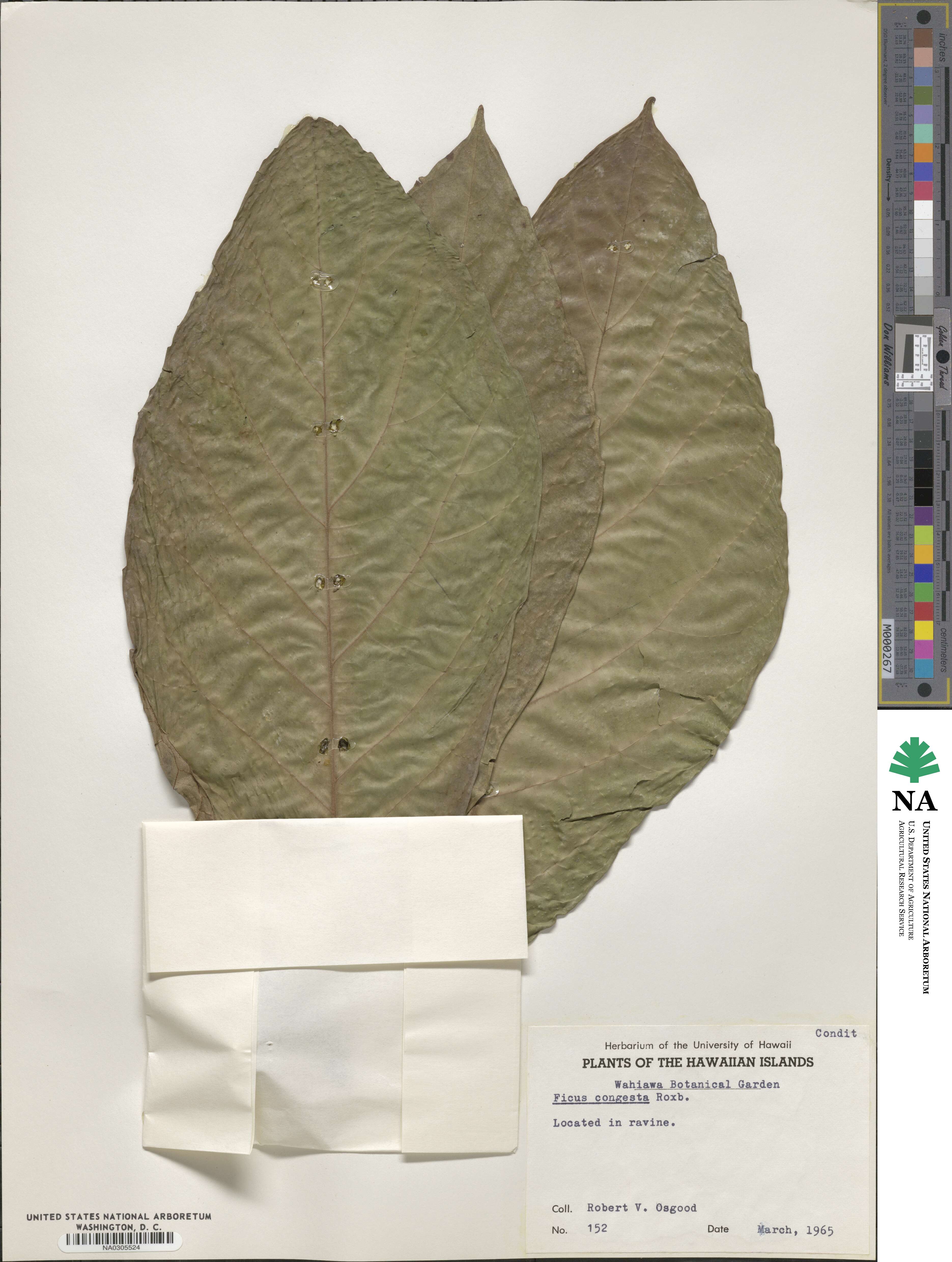 Ficus congesta image