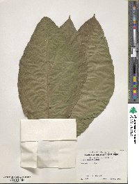 Ficus congesta image