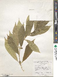 Ficus cumingii image