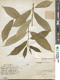 Ficus cumingii image