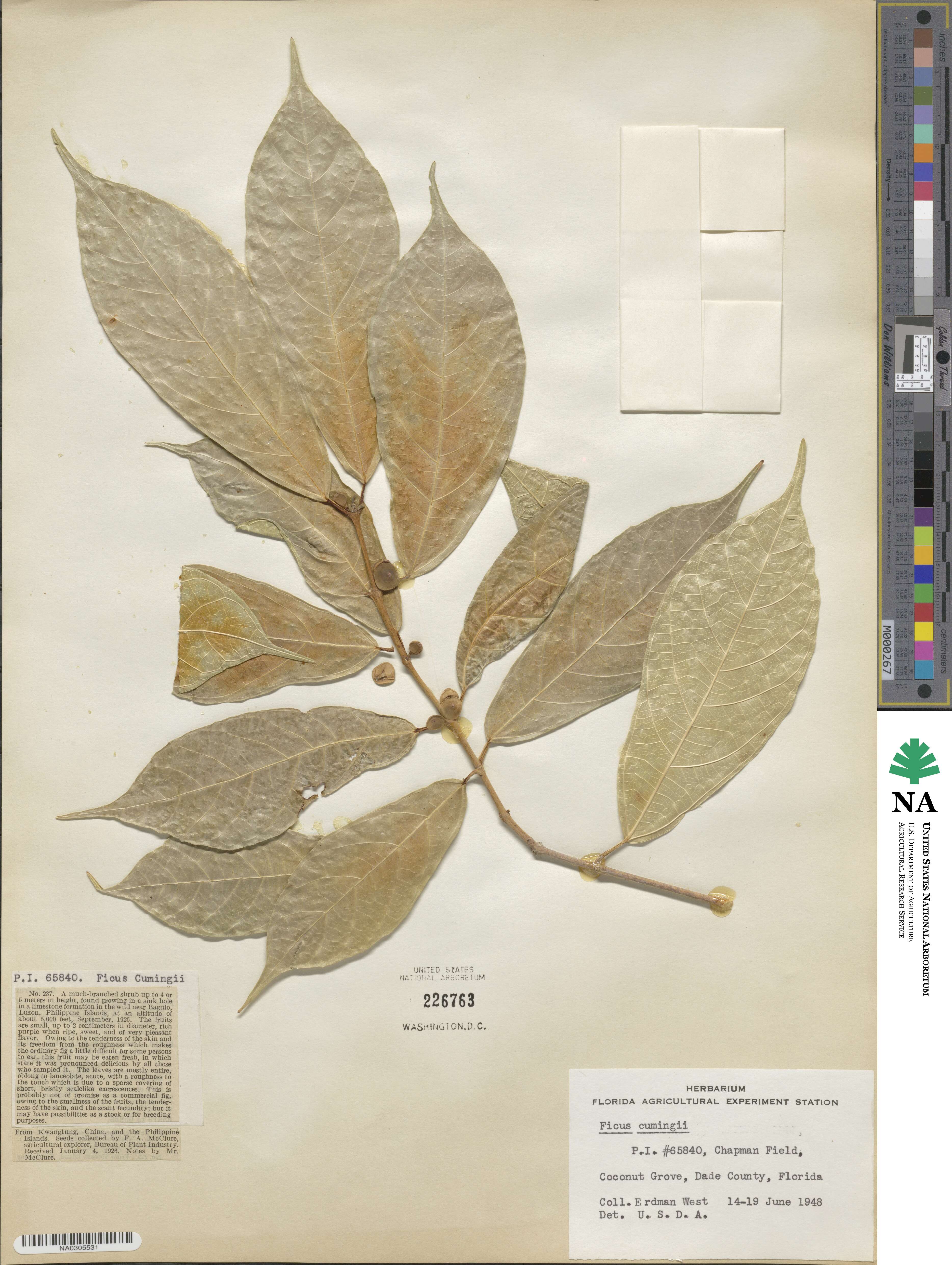 Ficus cumingii image
