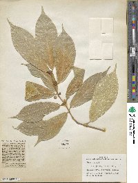 Ficus cumingii image