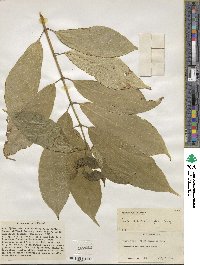 Ficus cumingii image