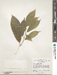 Ficus cumingii image