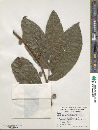 Ficus semicordata image