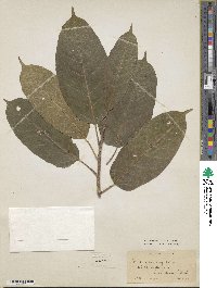 Ficus virens image