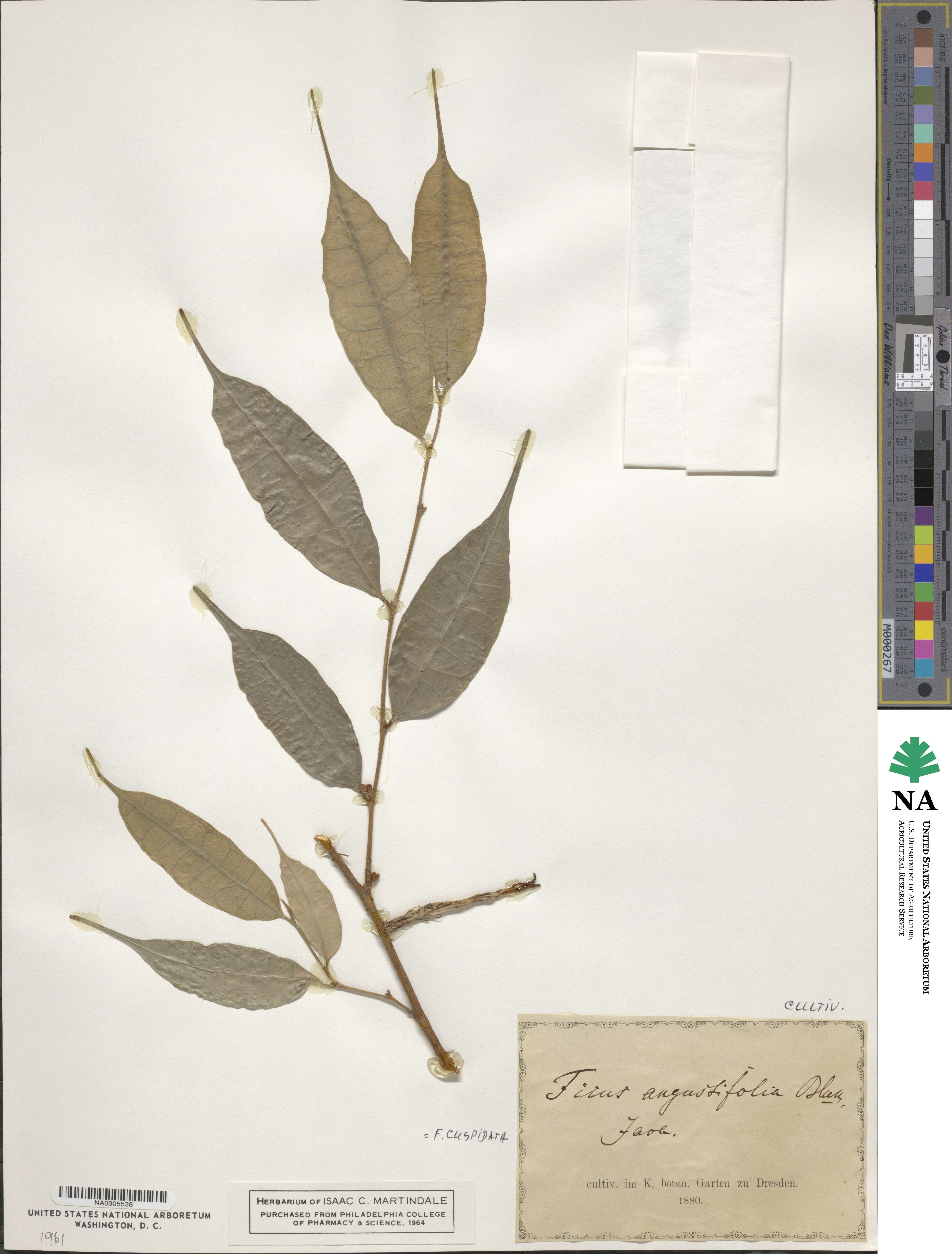 Ficus cuspidata image