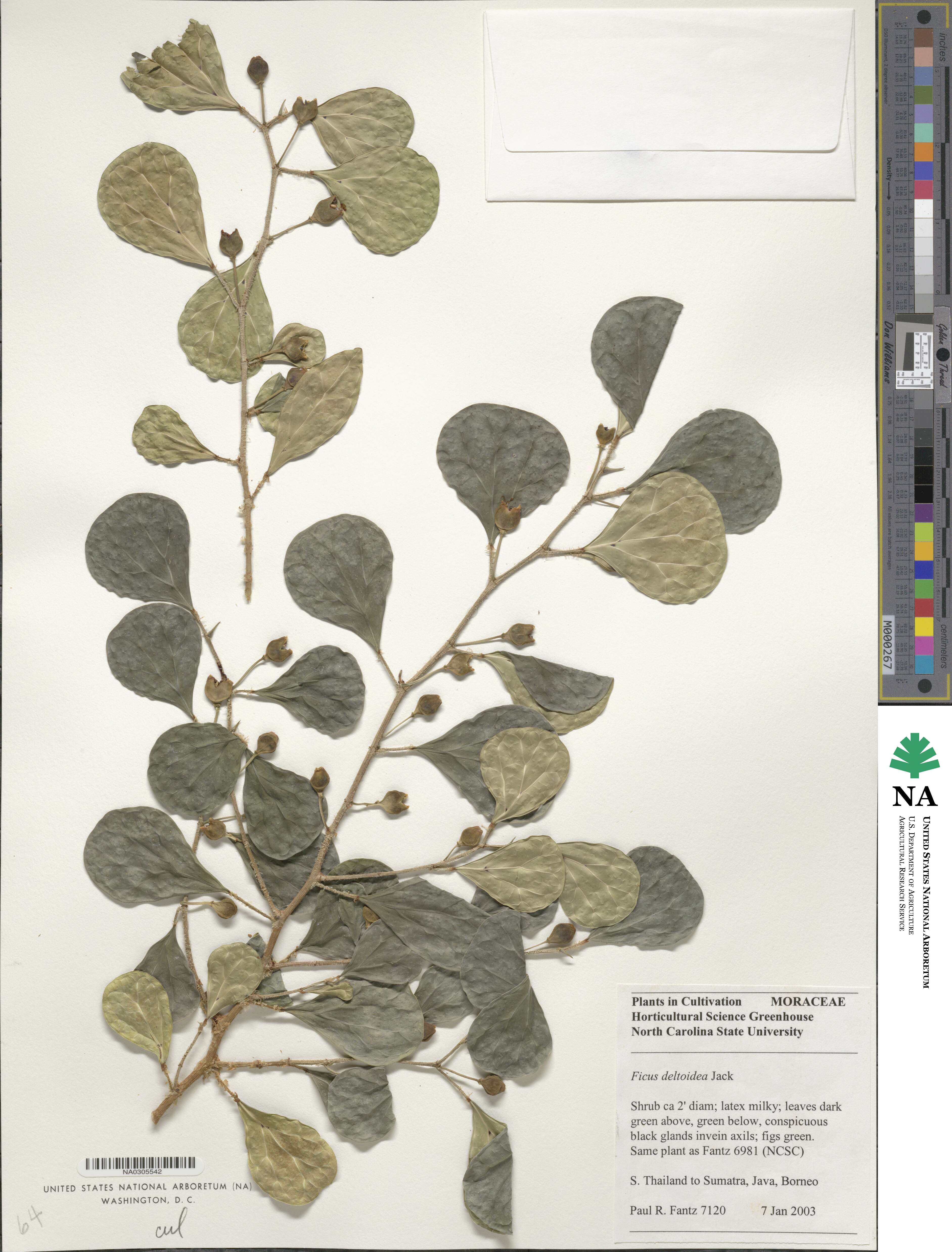 Ficus deltoidea image