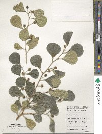 Ficus deltoidea image