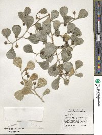 Ficus deltoidea image