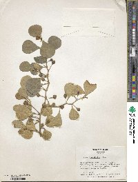 Ficus deltoidea subsp. deltoidea image