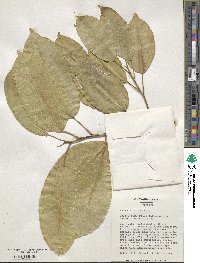 Ficus elastica image