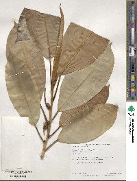 Ficus elastica image