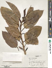 Ficus elastica image