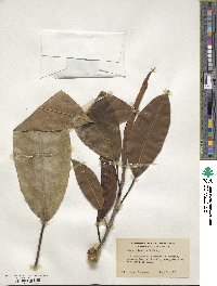 Ficus elastica image