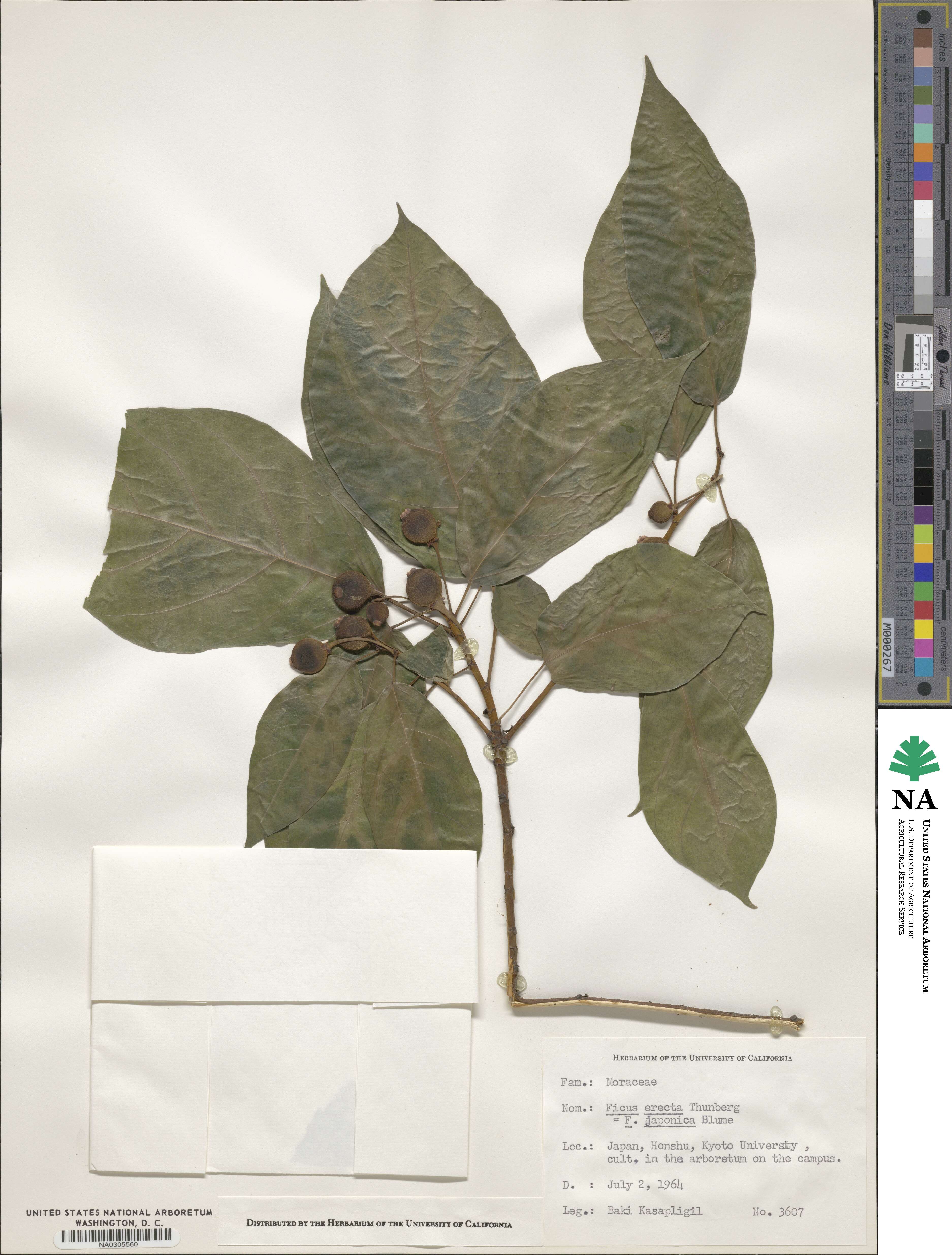 Ficus erecta image