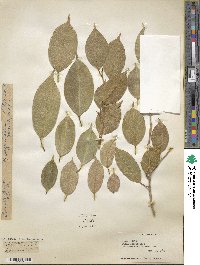 Ficus obliqua image