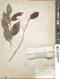 Ficus obliqua image