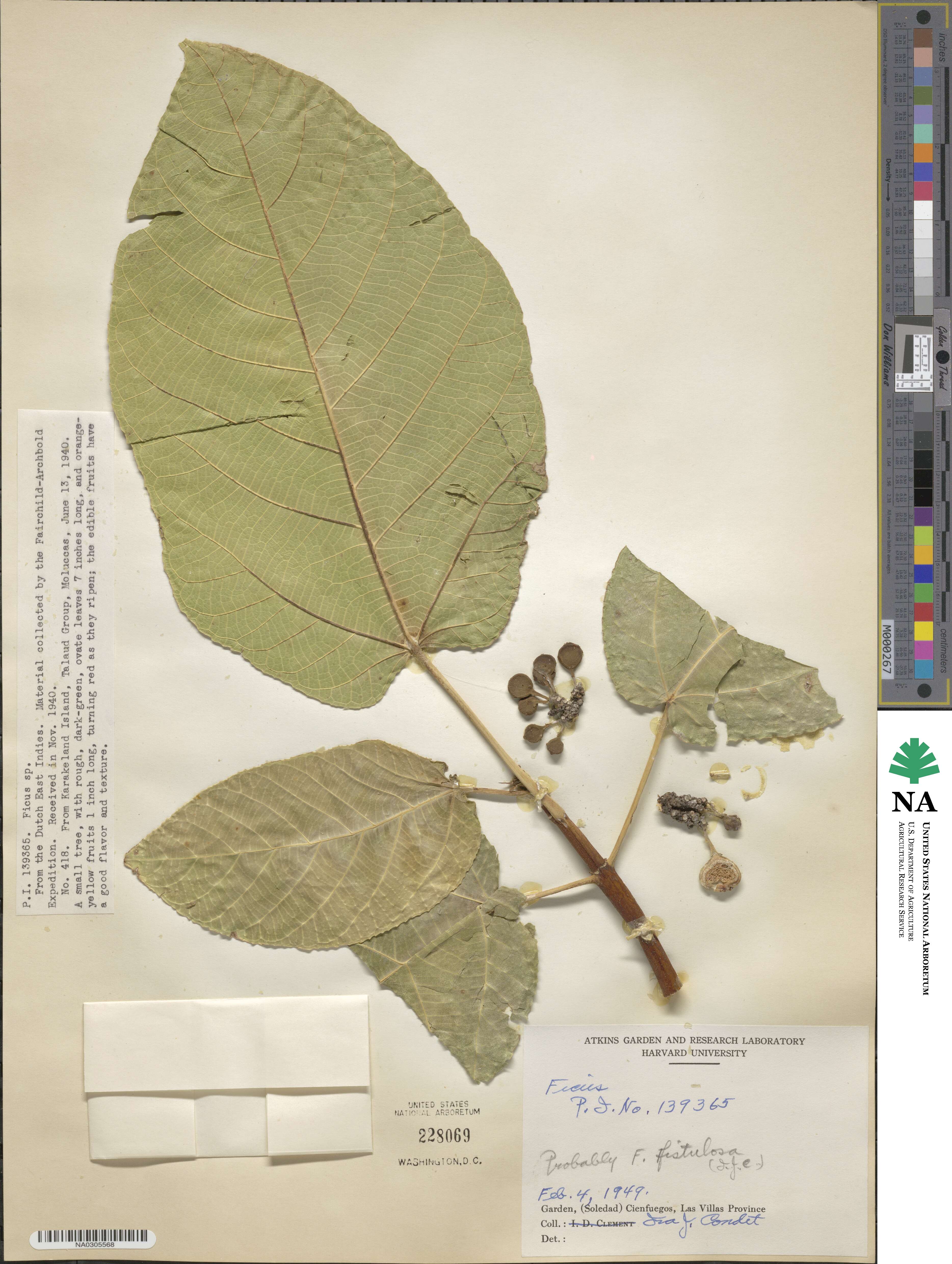 Ficus fistulosa image