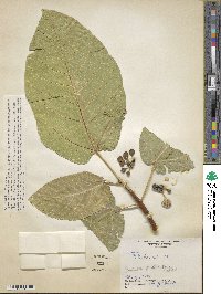 Ficus fistulosa image