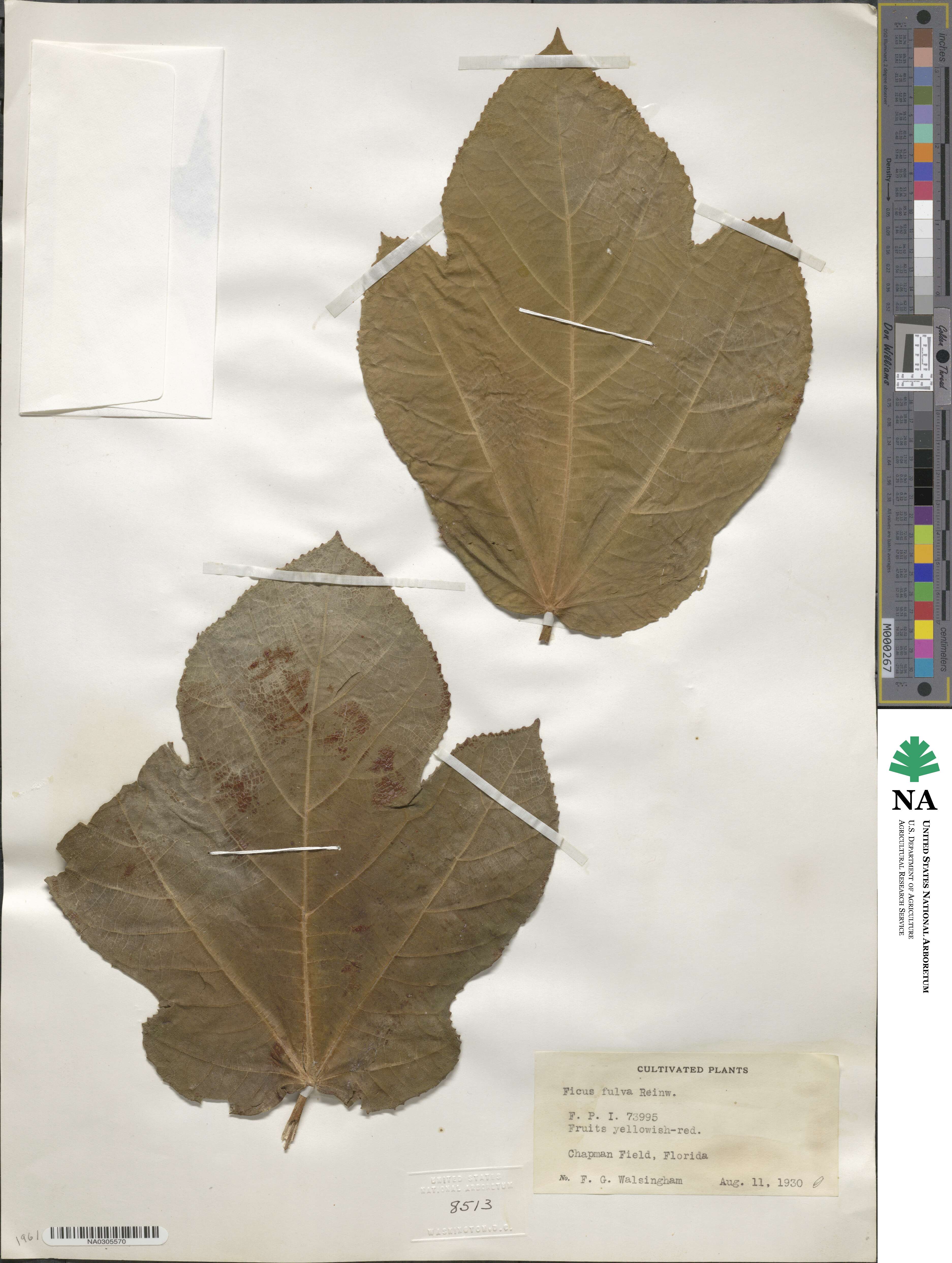 Ficus fulva image