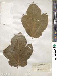 Ficus fulva image