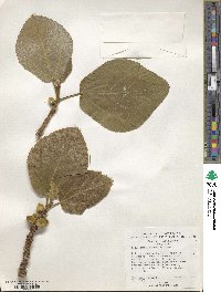 Ficus fulva image