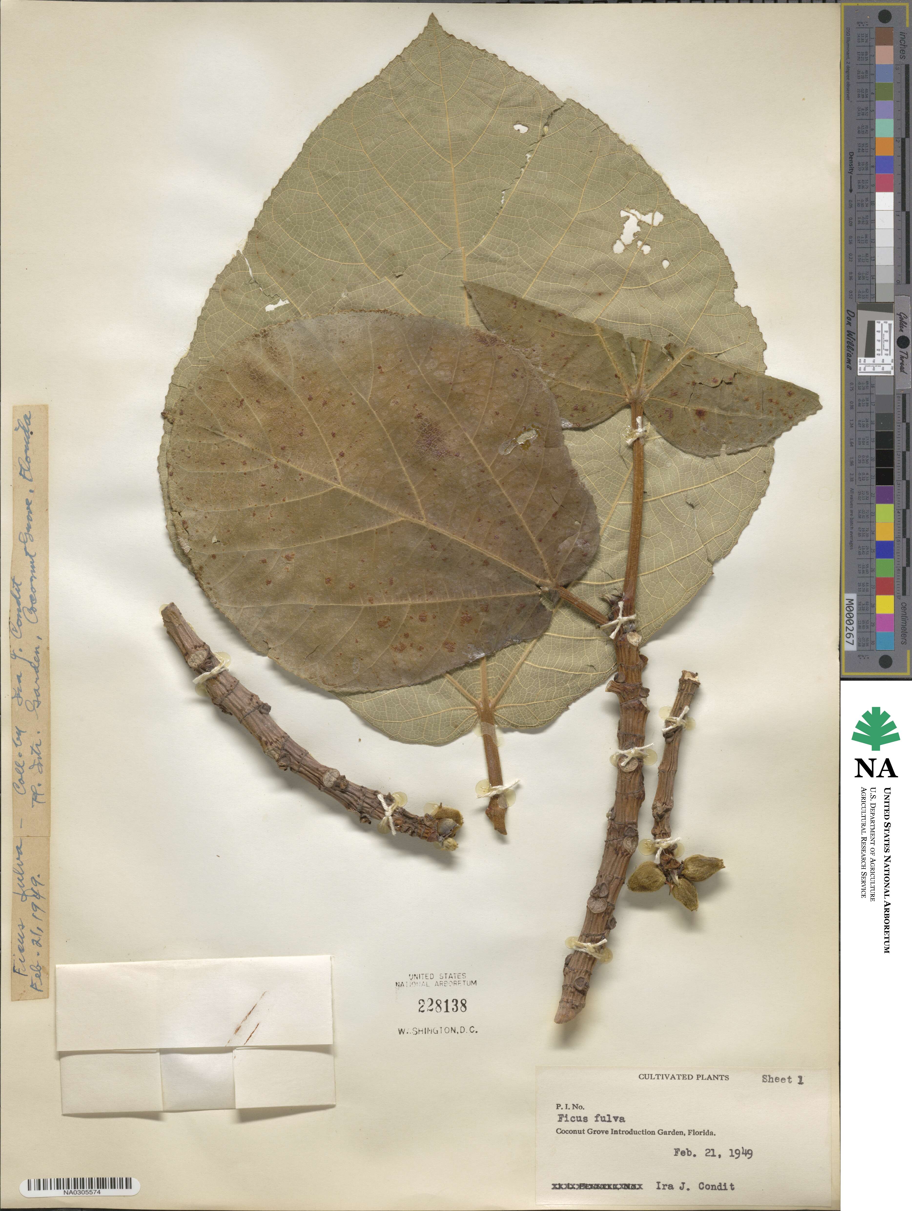 Ficus fulva image