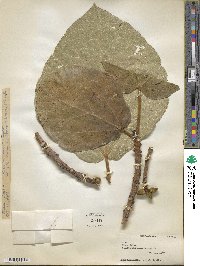 Ficus fulva image