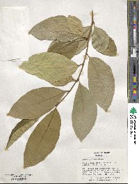 Ficus tinctoria image