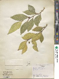 Ficus tinctoria subsp. gibbosa image