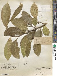 Ficus tinctoria subsp. gibbosa image