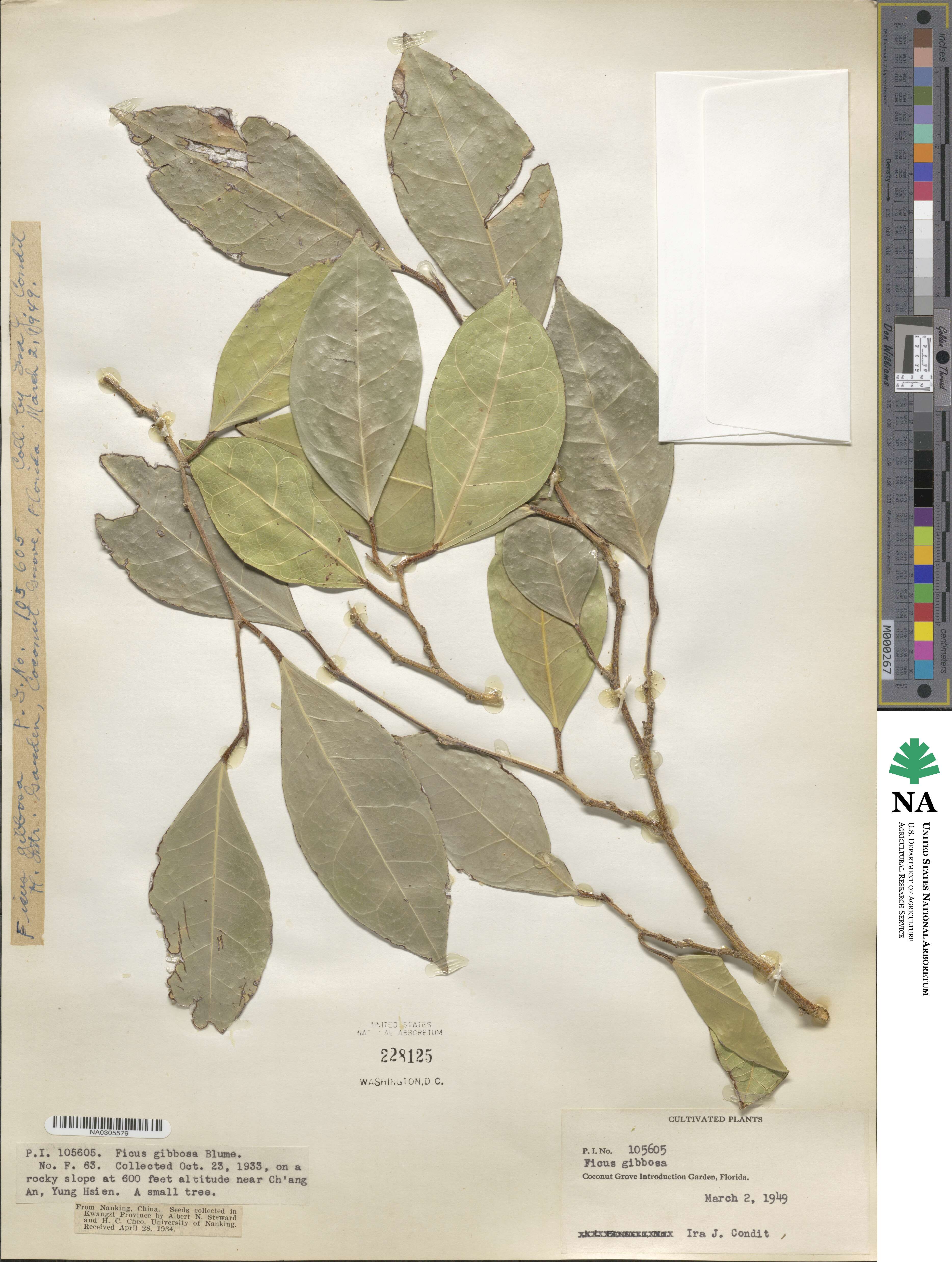 Ficus tinctoria image