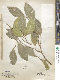 Ficus tinctoria subsp. gibbosa image