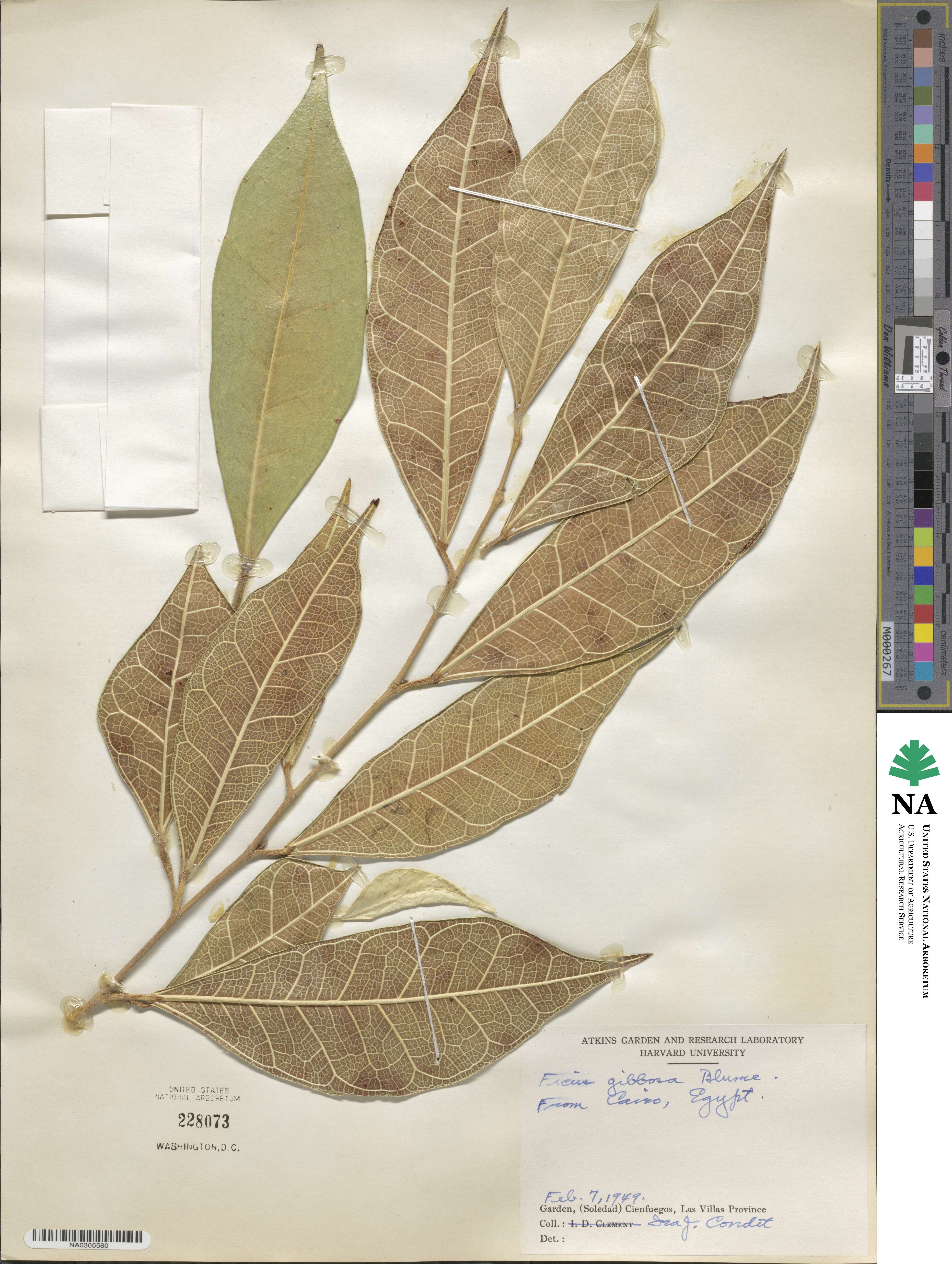 Ficus tinctoria subsp. gibbosa image